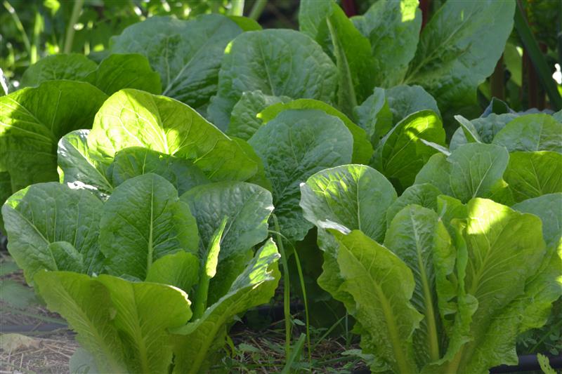 Numbi Valley Permaculture Farm | Oudtshoorn self catering weekend ...